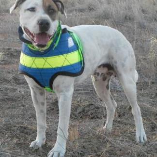 Chestplates & Neck Collars